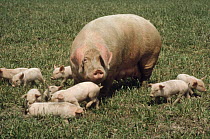 Domestic Pig (Sus scrofa domesticus) sow with piglets, Japan
