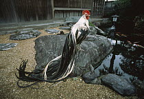 Domestic Chicken (Gallus domesticus) male with extremely long tail feathers, Japan