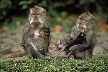 Long-tailed Macaque (Macaca fascicularis) mothers with young, Bali