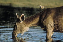 Sambar (Cervus unicolor) drinking while a heron perches on its shoulder, India