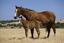 Domestic Horse (Equus caballus) and foal, Australia