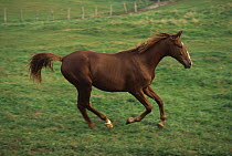 Domestic Horse (Equus caballus) running, North America
