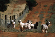 Domestic Goat (Capra sp) herd standing next to a dingo fence, Australia
