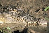 Freshwater Crocodile (Crocodylus johnstoni) portrait, Australia