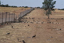 European Rabbit (Oryctolagus cuniculus) group along Dingo fence, once introduced for hunting now are considered a pest, Australia