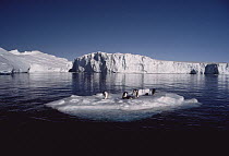 Adelie Penguin (Pygoscelis adeliae) group on floating iceberg in front of ice shield, Antarctica
