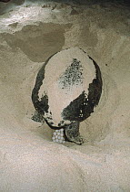 Green Sea Turtle (Chelonia mydas) female laying eggs in nest on beach, endangered, Hawaii