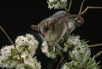 Pygmy Possum (Cercartetus sp) with a captured moth on eucalyptus blossoms, Indonesia