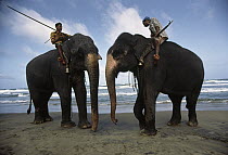 Asian Elephant (Elephas maximus) pair with trainers on beach, Sri Lanka