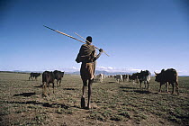 Domestic Cattle (Bos taurus) herded by Masai tribesman, east Africa