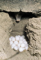 Loggerhead Sea Turtle (Caretta caretta) female laying eggs in nest in beach sand, Australia