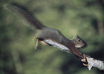 Eurasian Red Squirrel (Sciurus vulgaris) landing on tree branch, Japan