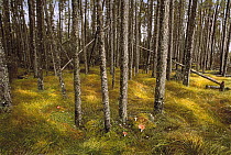 Black Spruce (Picea mariana) forest interior, Minnesota