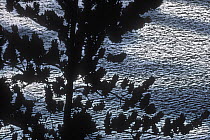 Jack Pine (Pinus banksiana) silhouetted against snow, Minnesota