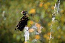 Turkey Vulture (Cathartes aura) perching on Birch (Betula sp) snag, Minnesota