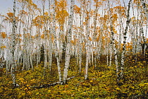 Paper Birch (Betula papyrifera) forest, Minnesota