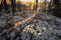 Cup Lichen (Cladonia sp) covering boreal forest floor, Minnesota