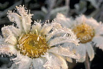 Marguerite (Leucanthemum vulgare) pair covered with frost, Minnesota