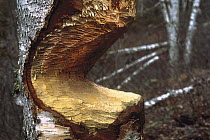 American Beaver (Castor canadensis) chewed tree, Minnesota