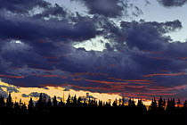 Cloudy sky at sunset over coniferous forest, Northwoods, Minnesota