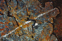 Lichens growing on rock with a vein of quartz running through it, Minnesota