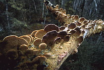 Bracket Fungus growing on tree branch, Minnesota