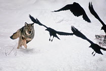 Timber Wolf (Canis lupus) chasing Common Raven (Corvus corax) flock, Minnesota