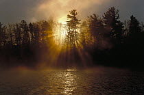 Coniferous forest backlit at dawn, Minnesota