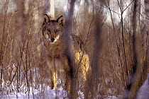 Timber Wolf (Canis lupus) peering through woods, Northwoods, Minnesota