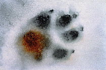 Timber Wolf (Canis lupus) track of injured individual, Minnesota