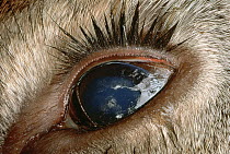 White-tailed Deer (Odocoileus virginianus) eye of animal killed by poacher, Minnesota