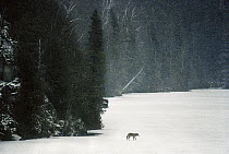 Timber Wolf (Canis lupus) testing lake ice, Minnesota