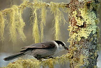 Canada Jay (Perisoreus canadensis) foraging in lichen covered tree, Minnesota