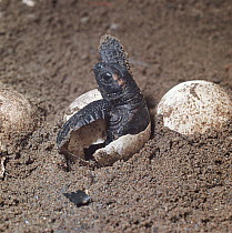 Loggerhead Sea Turtle (Caretta caretta) hatchling emerging from underground nest on sandy beach, Australia