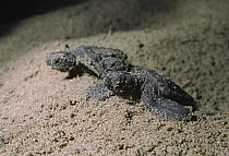 Loggerhead Sea Turtle (Caretta caretta) hatchlings emerging from underground nest on sandy beach, Australia