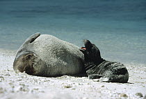 Hawaiian Monk Seal (Monachus schauinslandi) mother with crying pup resting near shoreline, Hawaii