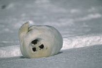 Harp Seal (Phoca groenlandicus) pup laying on back in snow, Gulf of St Lawrence, Canada