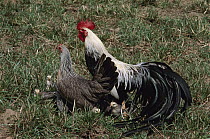Domestic Chicken (Gallus domesticus) hen, rooster and chicks, North America