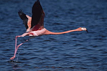 Greater Flamingo (Phoenicopterus ruber) taking off from water, Kenya