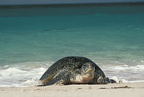Green Sea Turtle (Chelonia mydas) emerging from water, Hawaii