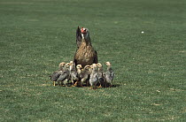 Domestic Chicken (Gallus domesticus) with group of chicks, North America
