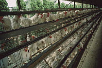 Domestic Chicken (Gallus domesticus) group in cages at commercial poultry farm, North America