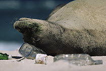 Hawaiian Monk Seal (Monachus schauinslandi) sleeping among garbage washed up on beach, Hawaii