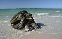 Green Sea Turtle (Chelonia mydas) couple mating at shoreline, Hawaii