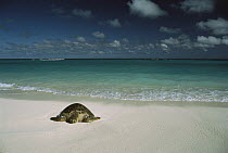 Green Sea Turtle (Chelonia mydas) an endangered species, coming ashore, Hawaii