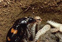 Burying Beetle (Nicrophorus orbicollis) recycles a dead rat by laying eggs near its body then feeding larvae bits of regurgitated carcass