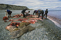 Pacific Walrus (Odobenus rosmarus divergens) harvested by Inuits, Alaska
