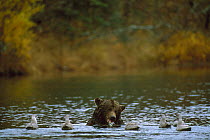 Grizzly Bear (Ursus arctos horribilis) feeding on salmon with gulls waiting to scavenge fish remains, Alaska