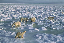 Polar Bear (Ursus maritimus) group on ice field, Churchill, Manitoba, Canada