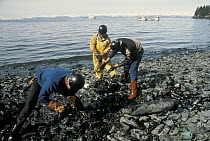 Workers attempting to clean oil residue off of local beaches after the Exxon Valdez oil spill, Alaska